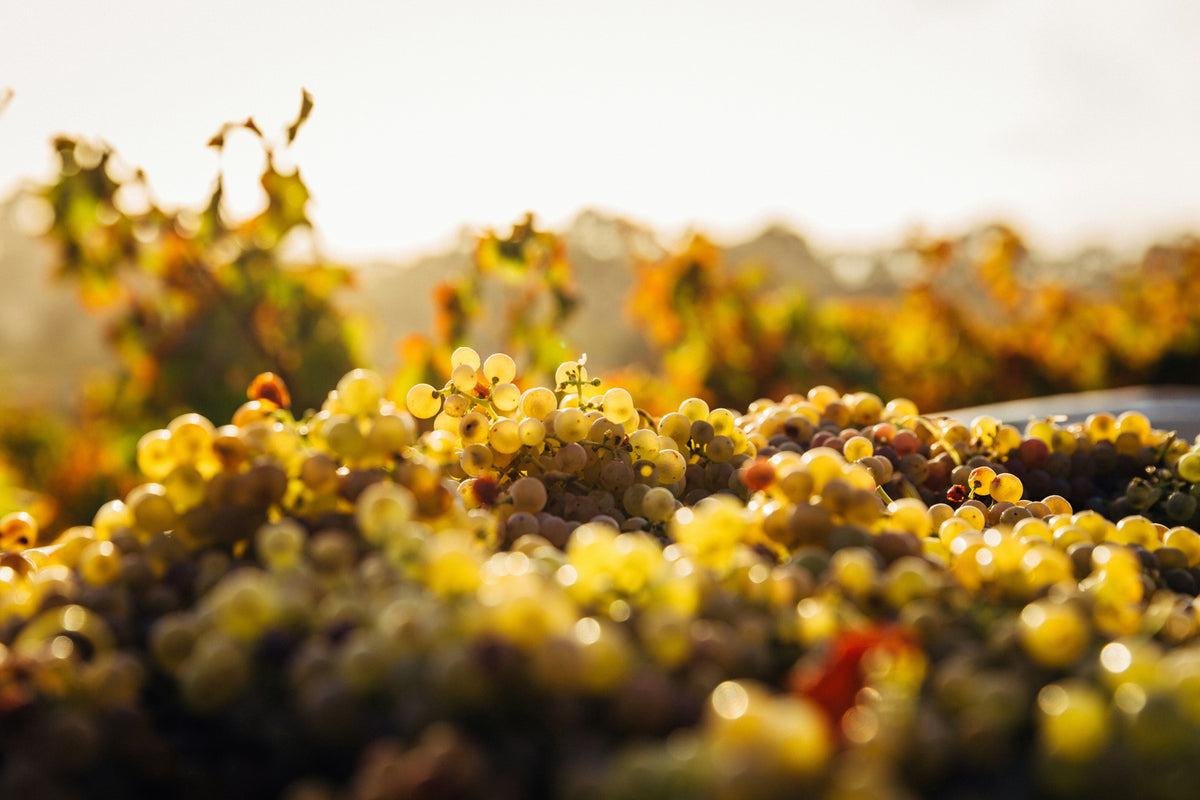 El valor de un gran vino: más allá de la etiqueta